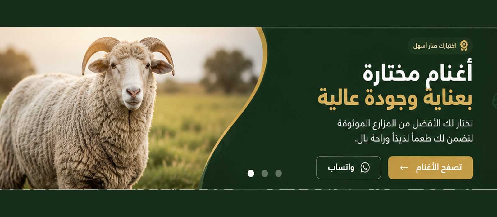 أغنام مختارة بعناية