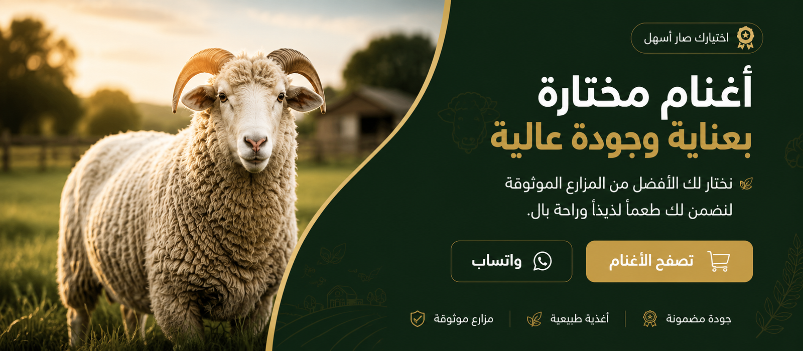 أغنام مختارة بعناية وجودة عالية