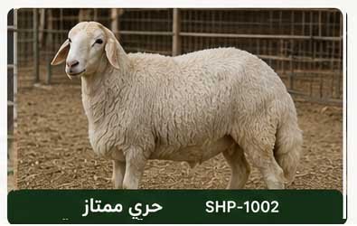 حري مباع
